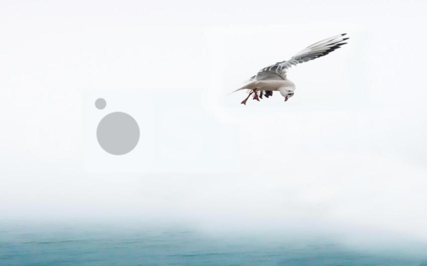 seagull