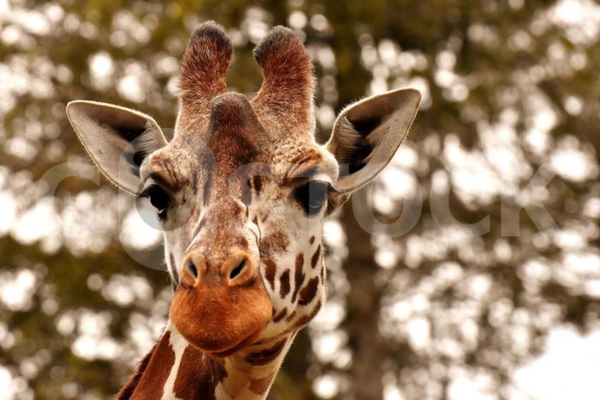 Giraffe