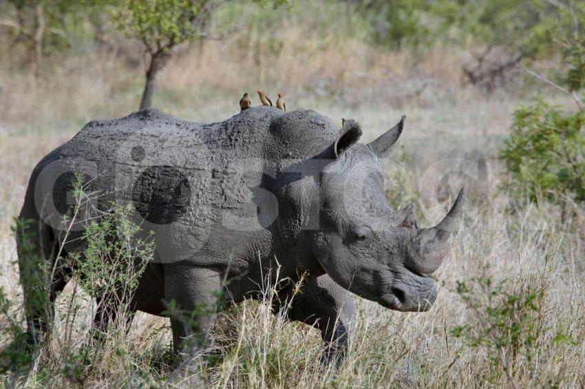 Rhinoceros
