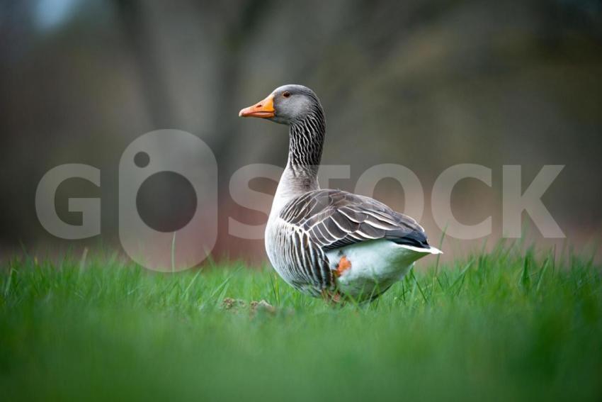 Duck